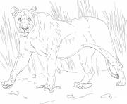 Coloriage walking lioness