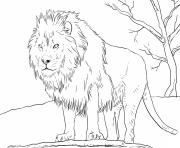 male african lion dessin à colorier
