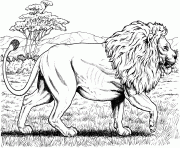 lion dafrique marche dessin à colorier