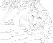 lying lioness dessin à colorier