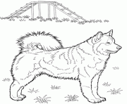 chien husky realiste dessin à colorier