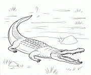 Coloriage crocodile mechant dans son habitat naturel dessin