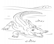 Coloriage crocodile du nil vitesse 35 kmh dessin