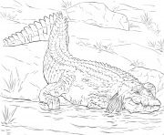 crocodile du nil realiste dans son habitat naturel dessin à colorier