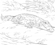 Coloriage crocodile marin realiste avec la bouche ouverte dessin