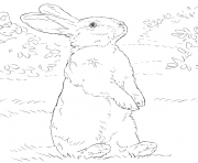 animaux lapin realiste dessin à colorier