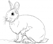 beau lapin realiste dessin à colorier