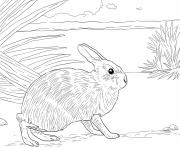 nautre lapin realiste dessin à colorier