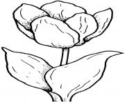 Coloriage trois fleurs tulipes dessin