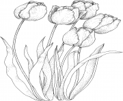 Coloriage plusieurs fleurs tulipes greigii dessin