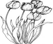 Coloriage fleurs tulipes et tulipa pulchella dessin