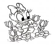 disney daisy tulipes dessin à colorier