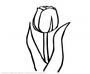 floraison de tulipe dessin à colorier