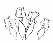 Coloriage floraison de tulipe dessin