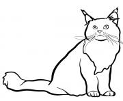 Le chat maine coon est une race de chat a poil mi long originaire de l'Etat du Maine aux Etats Unis dessin à colorier
