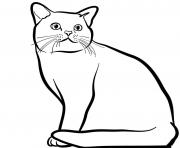 Poil court et lustre le chat american shorthair est originaire des Etats Unis dessin à colorier