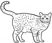 Ocicat est un chat originaire des Etats Unis et est caracterise par une couleur fauve tachetee dessin à colorier