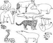 les animaux sauvages dessin à colorier