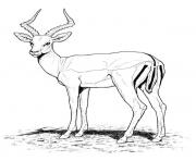 antilope animal sauvage tres craintif dessin à colorier