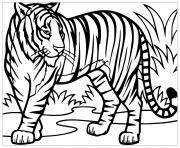 Coloriage tigre felin vit dans la foret asie aux yeux bleus dessin
