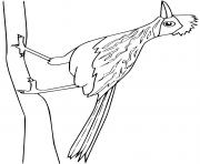 roadrunner oiseau dessin à colorier