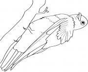 Coloriage pigeon oiseau dessin