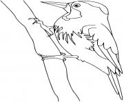 woodpecker oiseau dessin à colorier