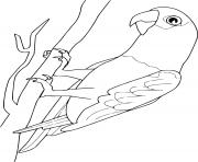 Coloriage oiseau mandala toucan zentangle adulte dessin