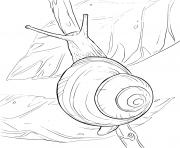 Coloriage un escargot de mer avec une jolie coquille dessin