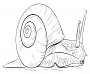 Coloriage cartoon snail maternelle dessin