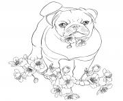 bulldog anglais compagnon doux et gentil dessin à colorier