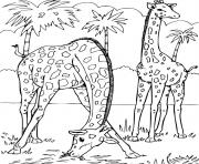 2 girafes dans la savane dessin à colorier
