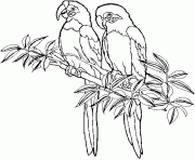 Coloriage perroquet oiseau maternelle pour enfants dessin