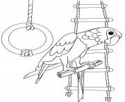 Coloriage perroquet oiseau maternelle pour enfants dessin