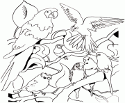 perroquets et des oiseaux dessin à colorier