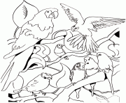 Coloriage perroquets les oiseaux de rio dessin