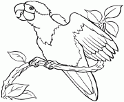 un perroquet sur une branche dessin à colorier