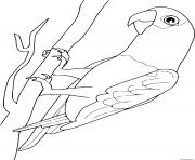 perroquet gris du gabon dessin à colorier