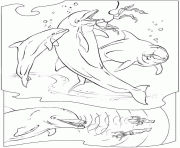 Coloriage trois dauphins sous la mer dessin