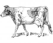 vache realiste dessin à colorier