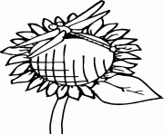 une libellule se pose sur un tournesol dessin à colorier