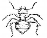 Coloriage fourmi avec feuille dans la nature dessin