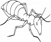 fourmi insecte realiste dessin à colorier