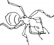 Coloriage fourmi insecte realiste dessin