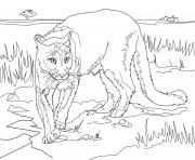 Coloriage puma cougar panthere lion de montagne dessin