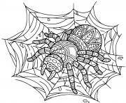 Coloriage plusieurs araignees differentes dessin
