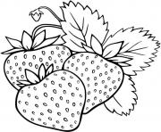 Coloriage deux fruits fraises fragaria dessin