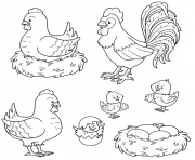 poule coq poussins dessin à colorier