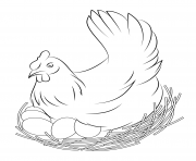 Coloriage jeune poussin poule dessin