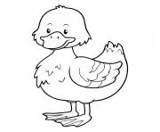 Coloriage canard et les petits canards dessin